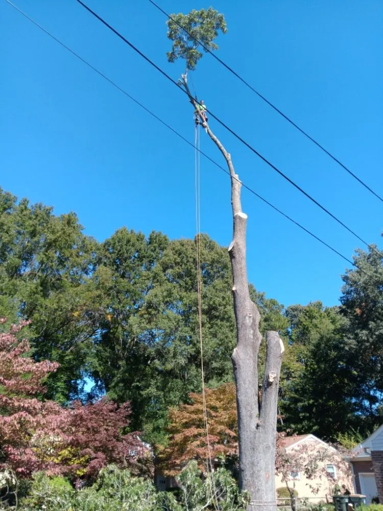 Custom lawn care service in Portsmouth, VA - Southside Tree Service