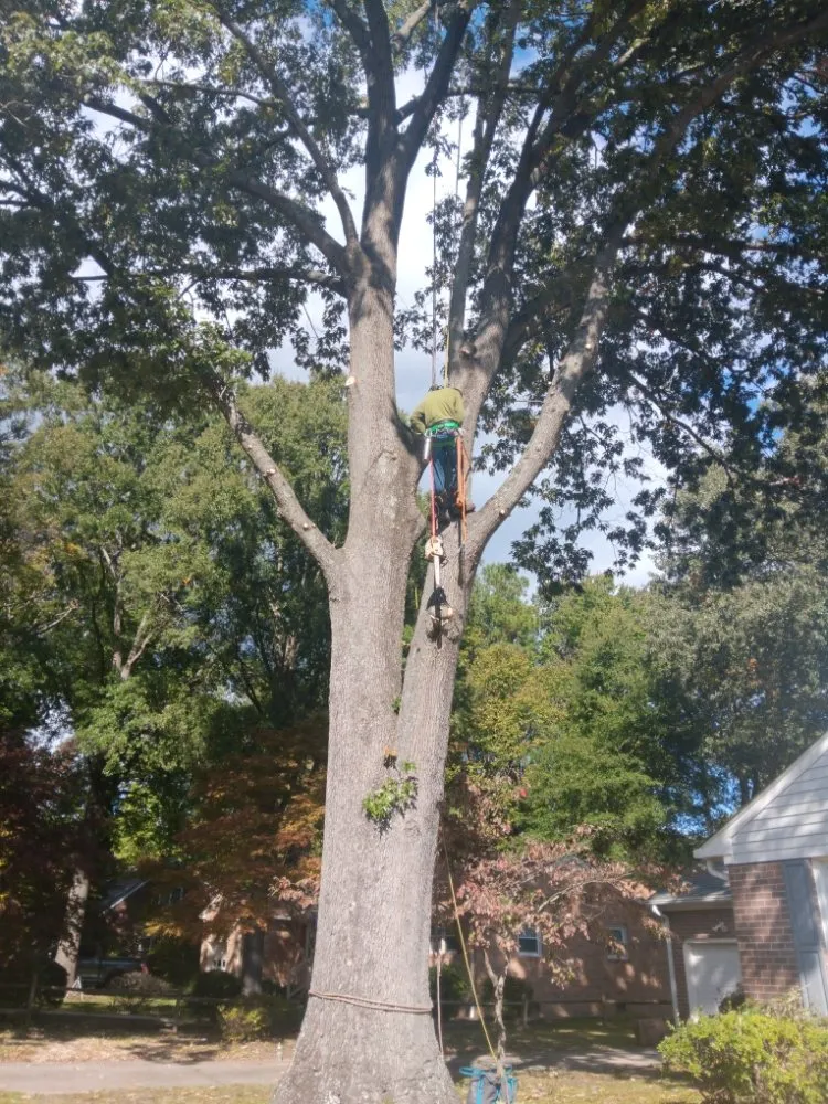 Expert landscaping services for year-round maintenance in Portsmouth, VA by Southside Tree Service