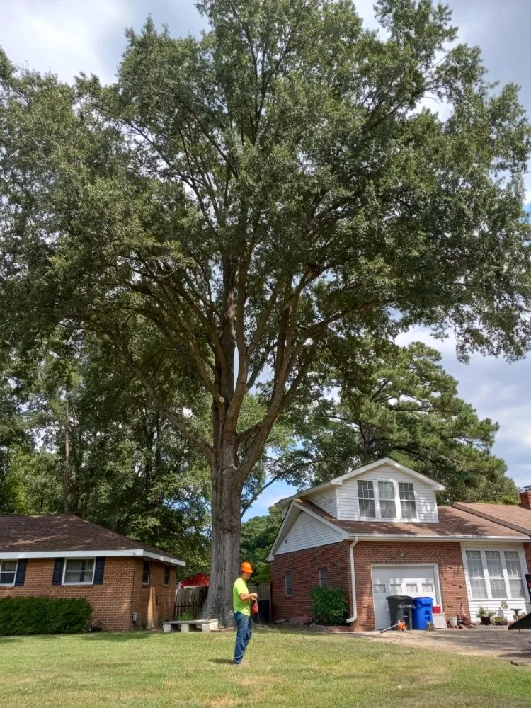 Trusted yard maintenance in Portsmouth, VA by Southside Tree Service