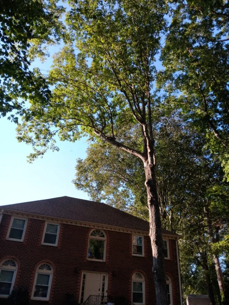 Expert landscape installation for outdoor upgrades in Portsmouth, VA by Southside Tree Service