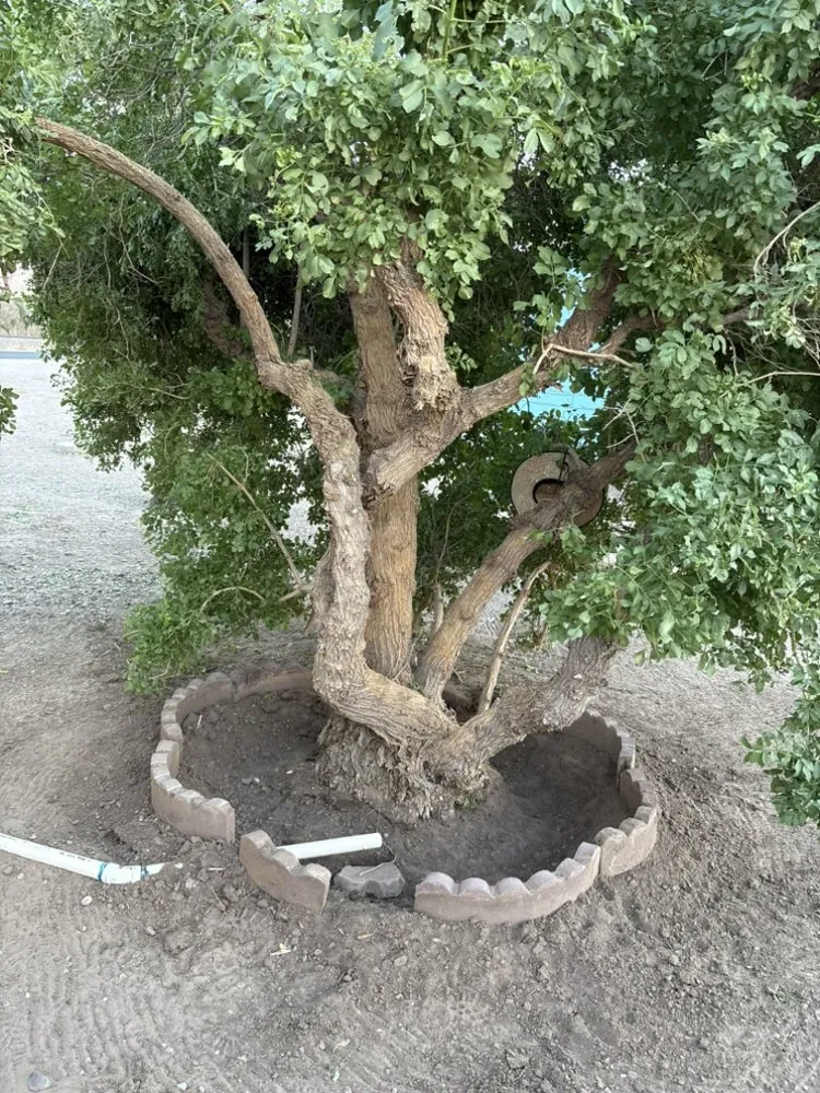 Affordable residential landscaping for outdoor upgrades in Las Cruces, NM by Southwest Land and Home Services