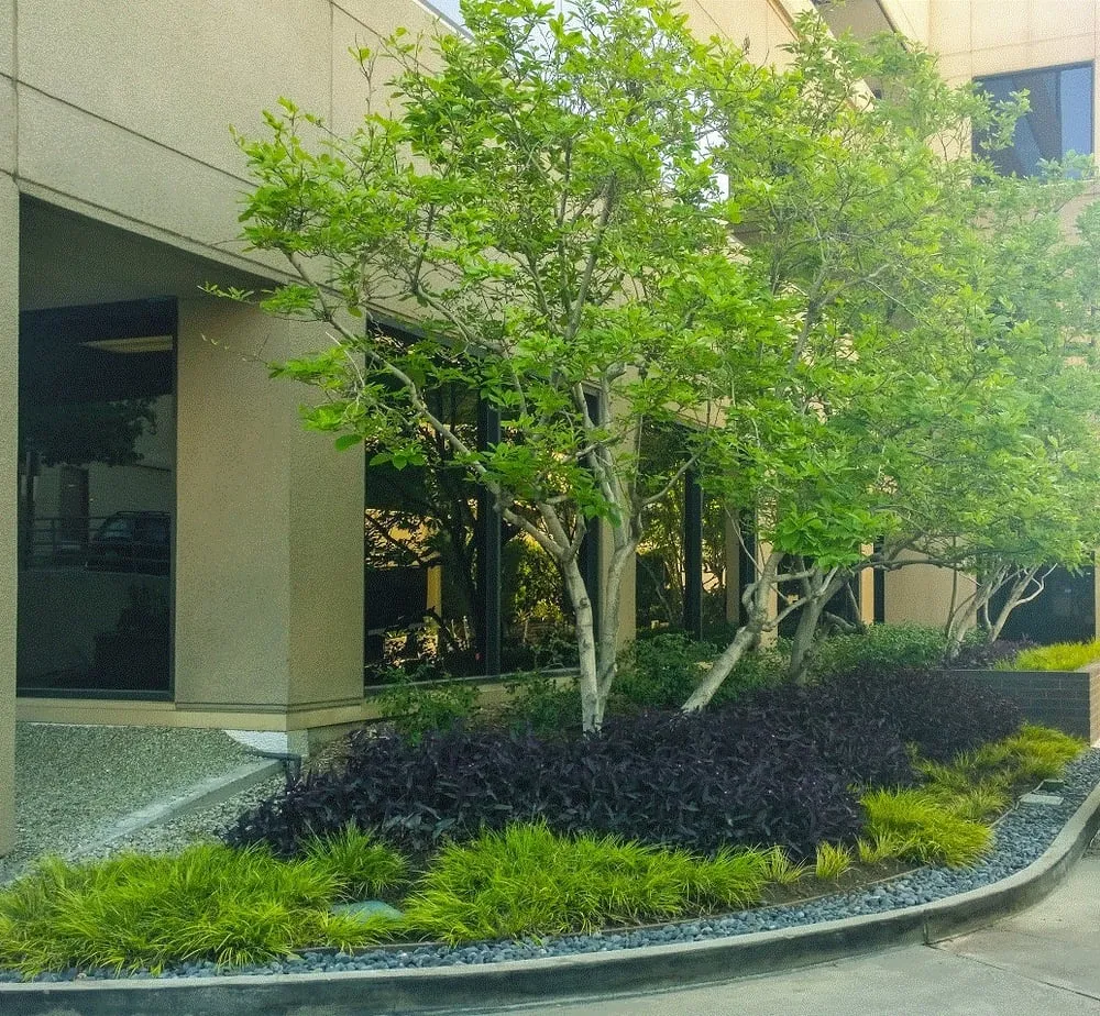 Expert lawn care service for outdoor upgrades in Orange, CA by Southwest Landscape