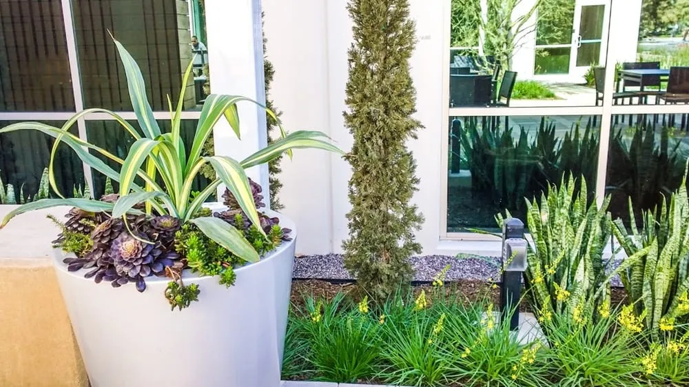 Reliable lawn care service experts serving Orange, CA - Southwest Landscape