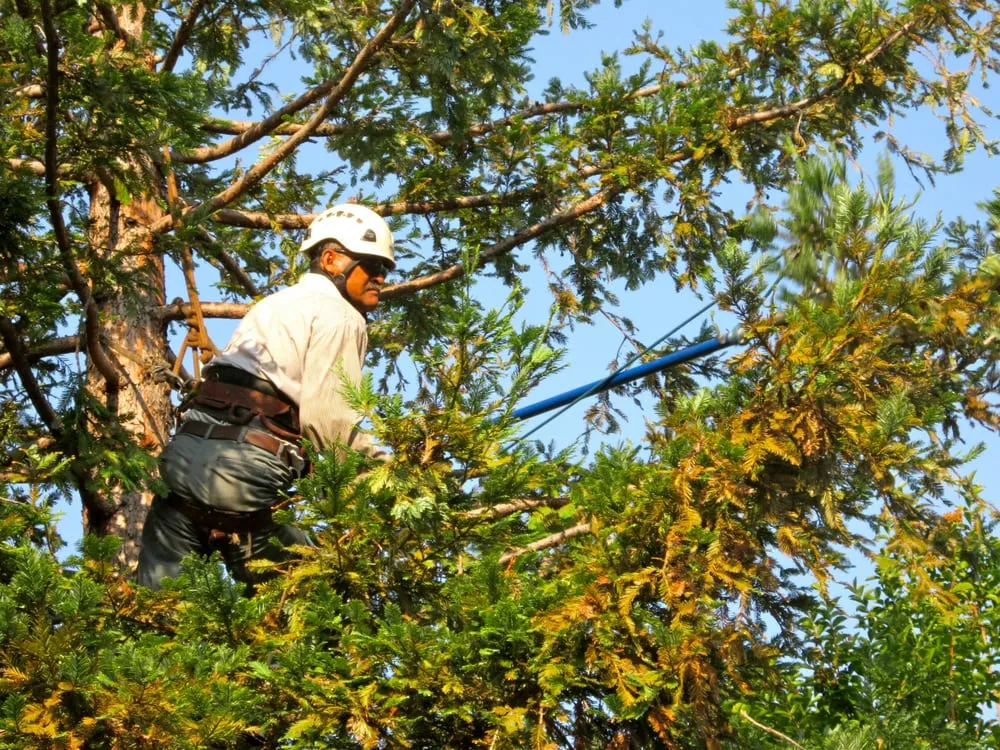 Top-rated outdoor landscaping for beautiful yards across Orange, CA - Southwest Landscape