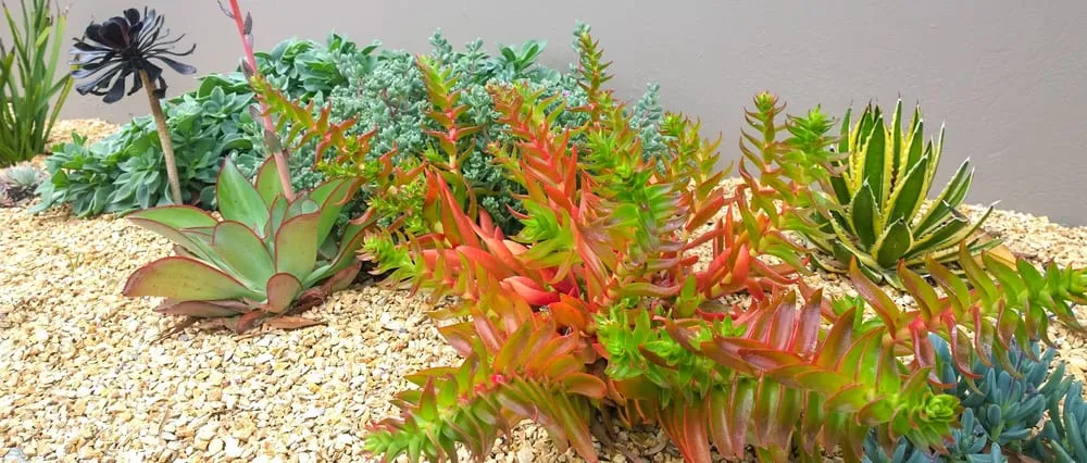 Reliable lawn care service in Orange, CA by Southwest Landscape