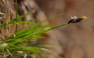 Expert landscape design in Lehigh Acres, FL by Southwest Lawn & Shrub Care