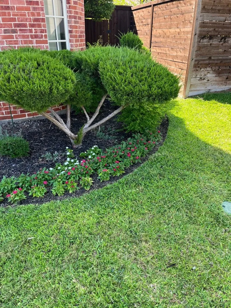 Professional yard cleanup service near you in Carrollton, TX by Southwest Lawn and Landscaping