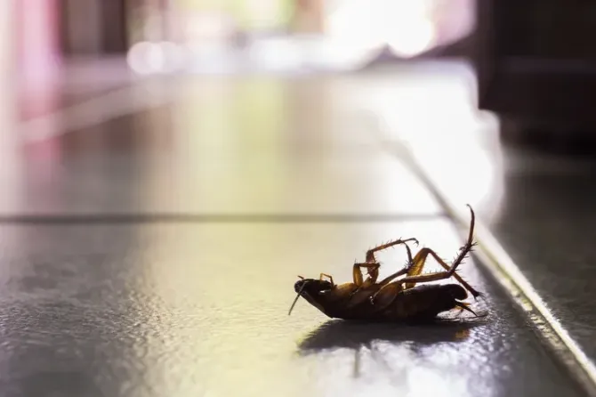 Local landscape design for year-round maintenance in Cape Coral, FL by Southwest Pest Mgmt