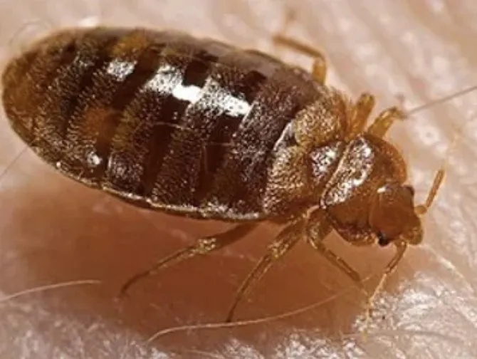 Trusted lawn care service experts serving Cape Coral, FL - Southwest Pest Mgmt