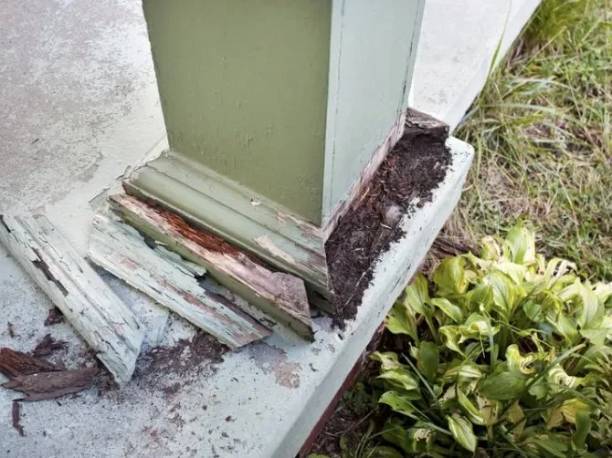 Local landscape design in Cape Coral, FL - Southwest Pest Mgmt