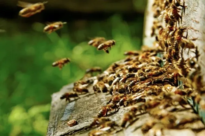 Top-rated landscaping services in Cape Coral, FL - Southwest Pest Mgmt