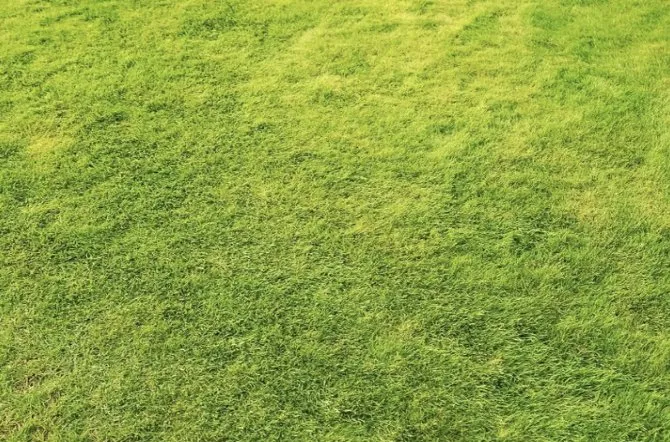 Local lawn mowing service experts serving Cape Coral, FL - Southwest Pest Mgmt