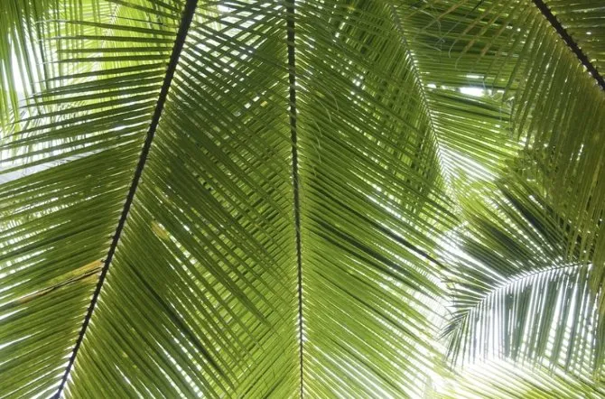 Expert lawn care service for outdoor upgrades across Cape Coral, FL - Southwest Pest Mgmt