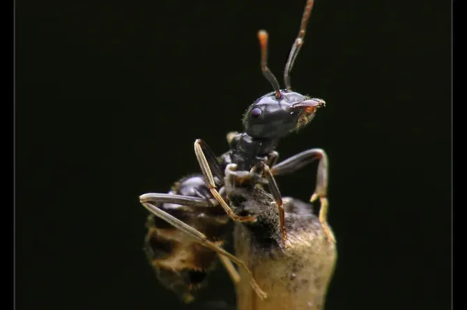 Top-rated garden landscaping in Cape Coral, FL - Southwest Pest Mgmt