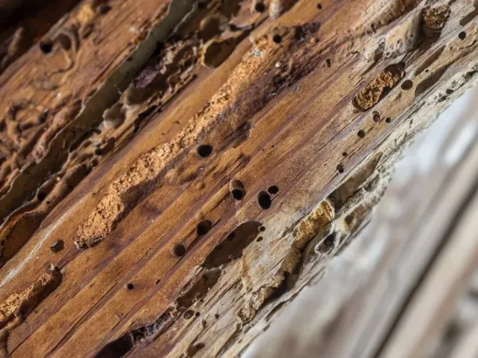 Top-rated residential landscaping in Cape Coral, FL - Southwest Pest Mgmt