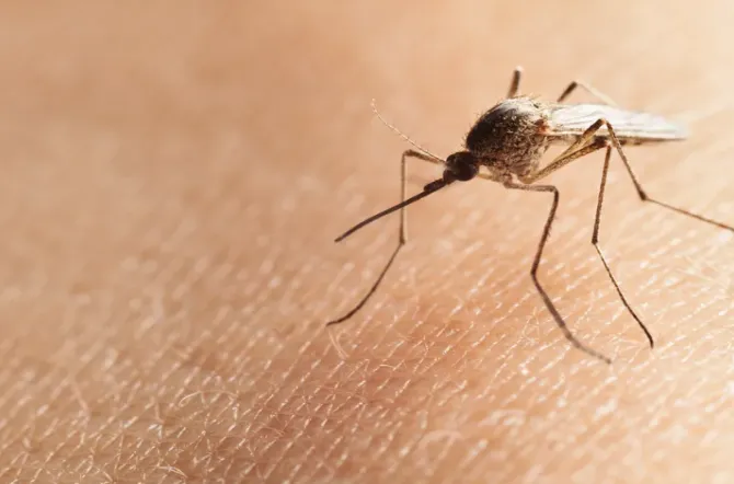 Trusted lawn mowing service in Cape Coral, FL by Southwest Pest Mgmt