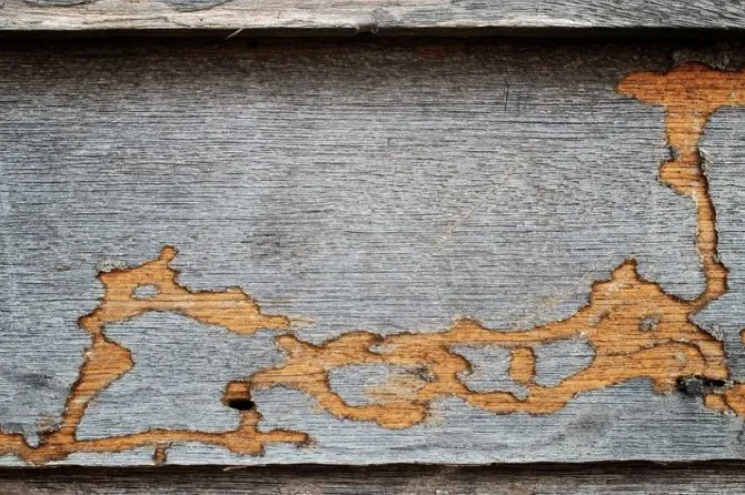 Top-rated garden landscaping in Cape Coral, FL - Southwest Pest Mgmt