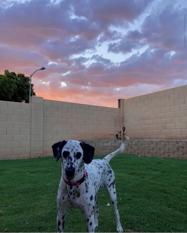 Professional residential landscaping in Maricopa, AZ by Southwest Sod