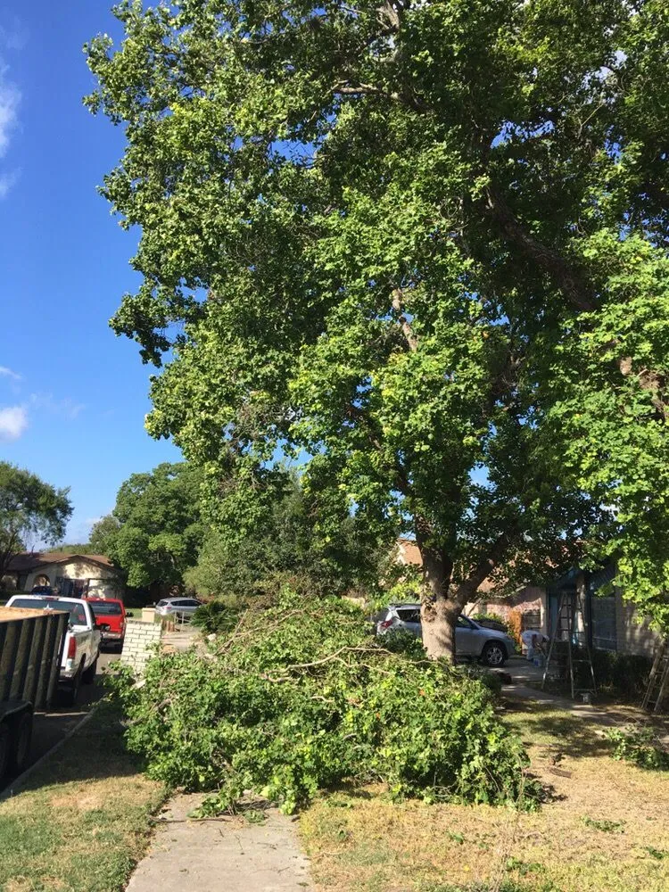 Custom yard cleanup service experts serving Universal City, TX - Southwest Tree Care