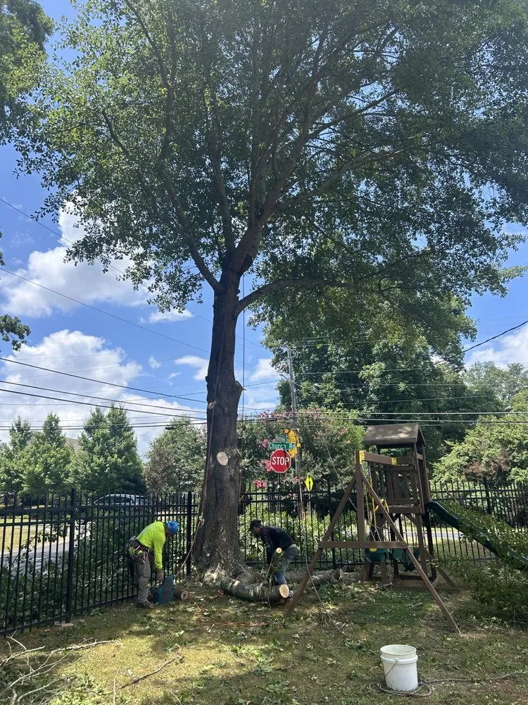 Local lawn care service experts serving Marietta, GA - Southwest Tree Professionals