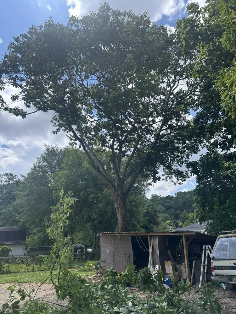 Local lawn care service near you across Marietta, GA - Southwest Tree Professionals