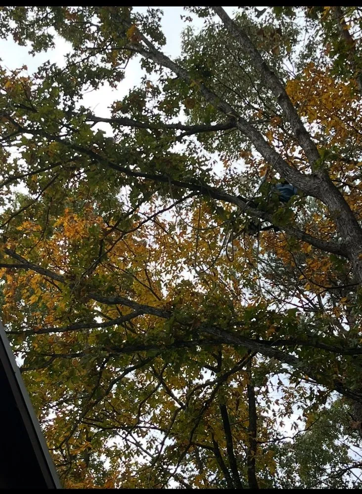 Top-rated residential landscaping in Marietta, GA - Southwest Tree Professionals