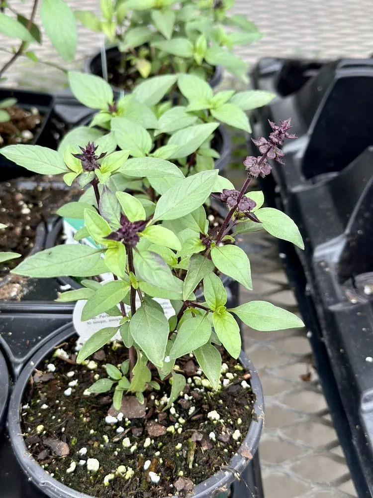 Local lawn care service in Tulsa, OK - Southwood Landscape And Garden Center