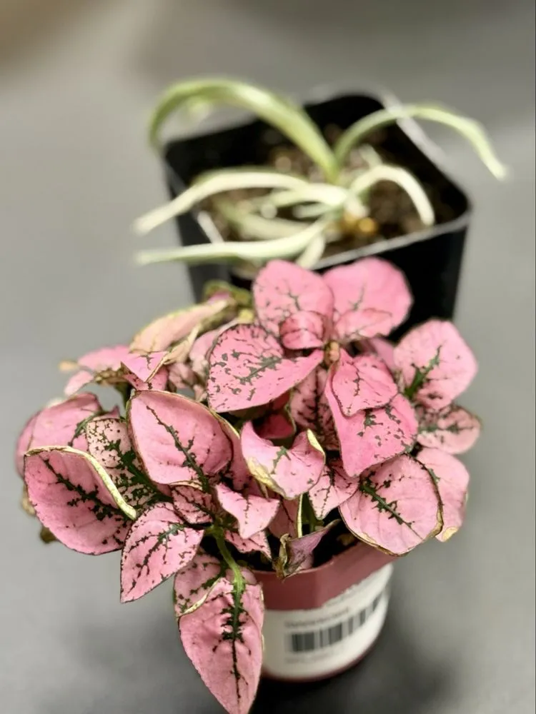 Custom lawn mowing service in Tulsa, OK by Southwood Landscape And Garden Center