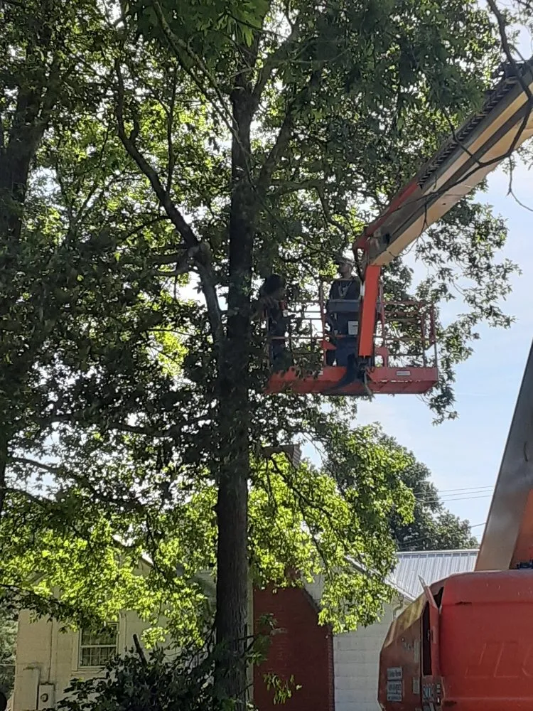 Reliable lawn care service in Kenbridge, VA by Sova Arborcare