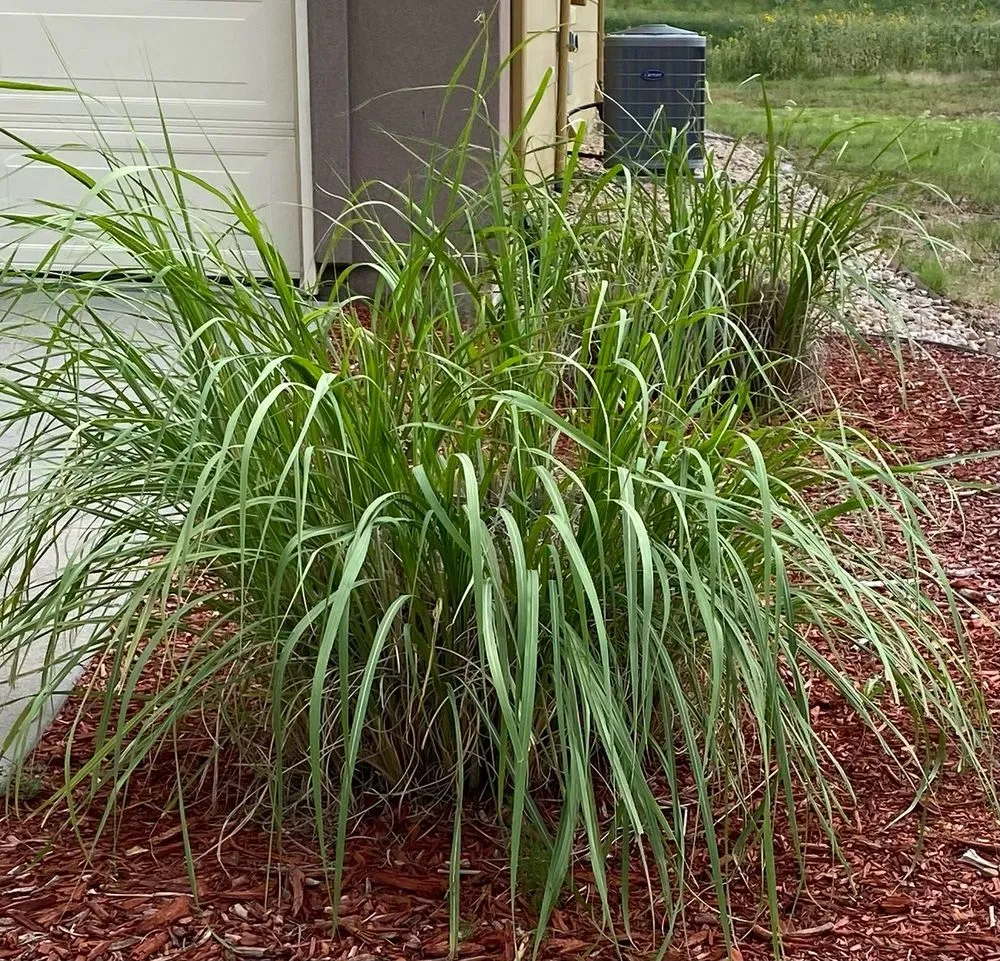 Affordable yard maintenance experts serving Colorado Springs, CO - Sovereign Designs