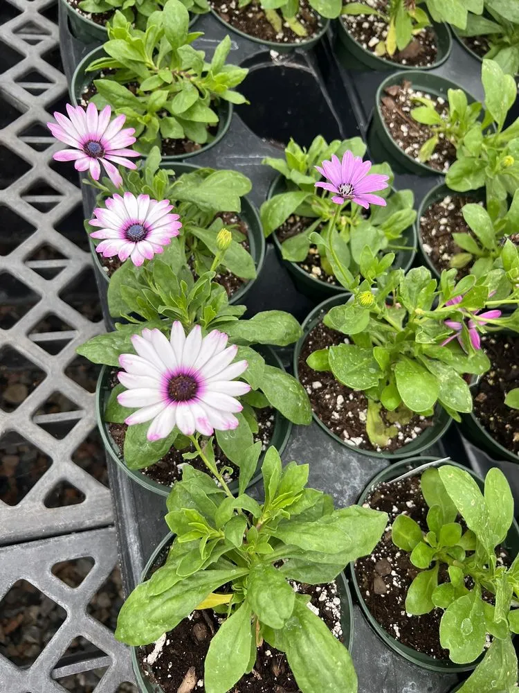 Reliable yard maintenance near you across High Point, NC - Soviero's Tri County Garden Center