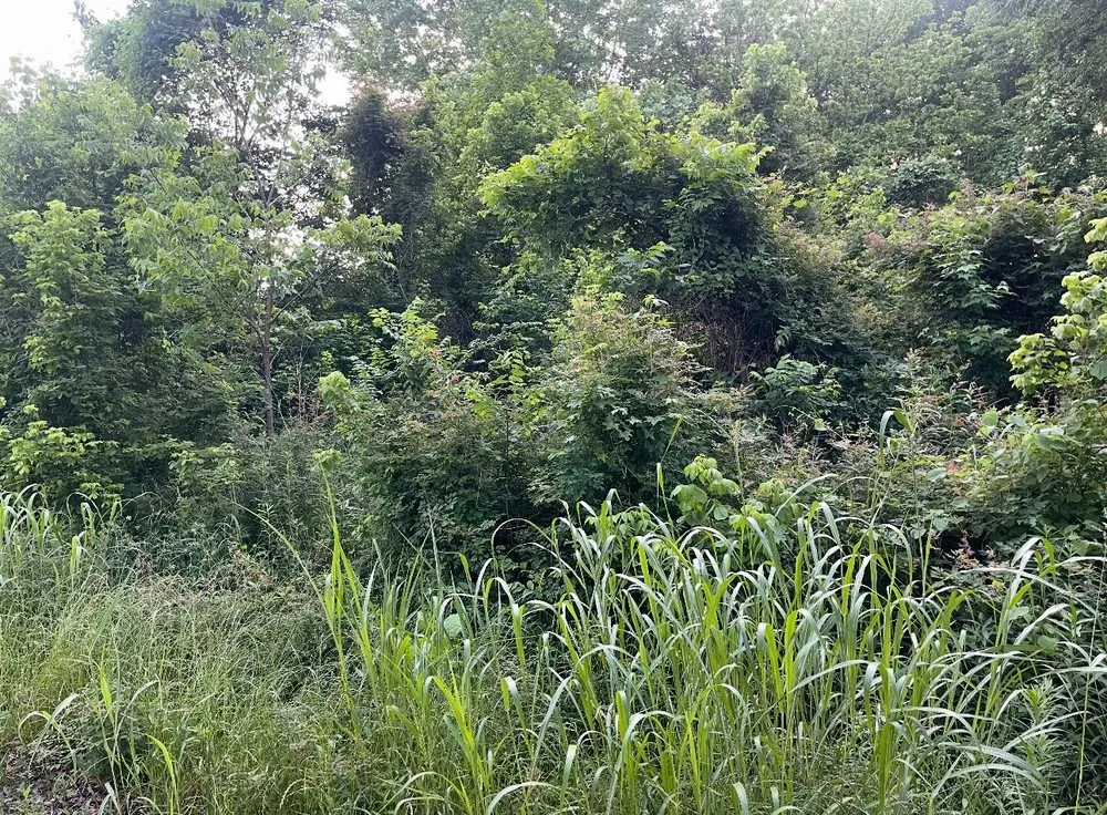 Professional landscape installation in Little Rock, AR by S&P Land Restoration