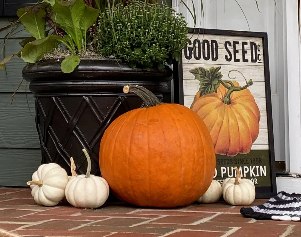 Professional outdoor landscaping in Raleigh, NC by Spade & Sparrow