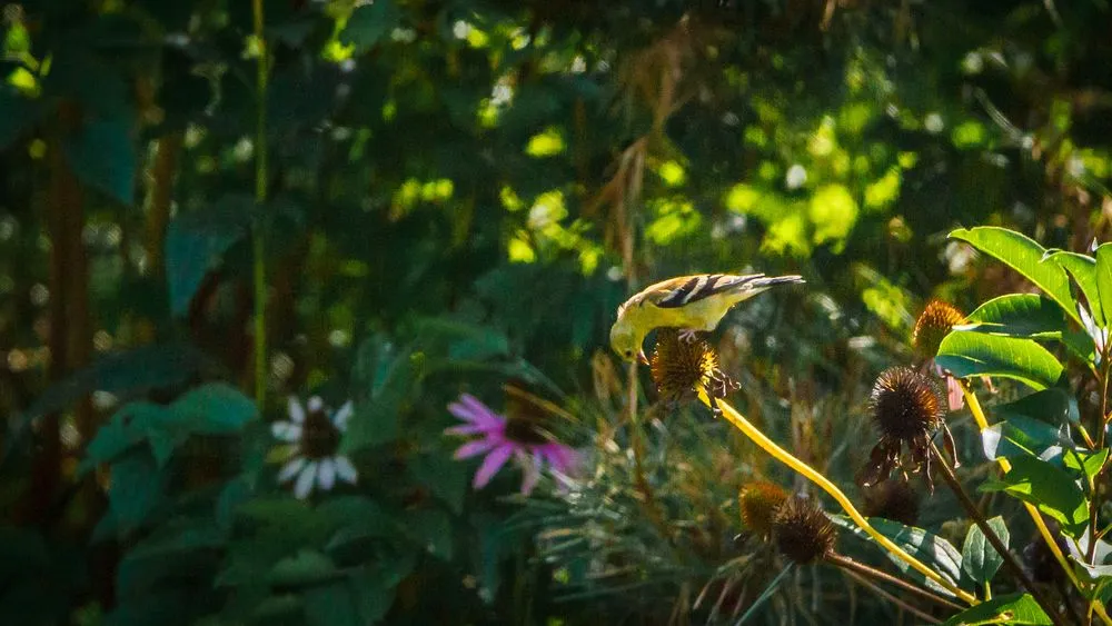 Local landscaping services in Medford, NY by Spadefoot Design & Construction