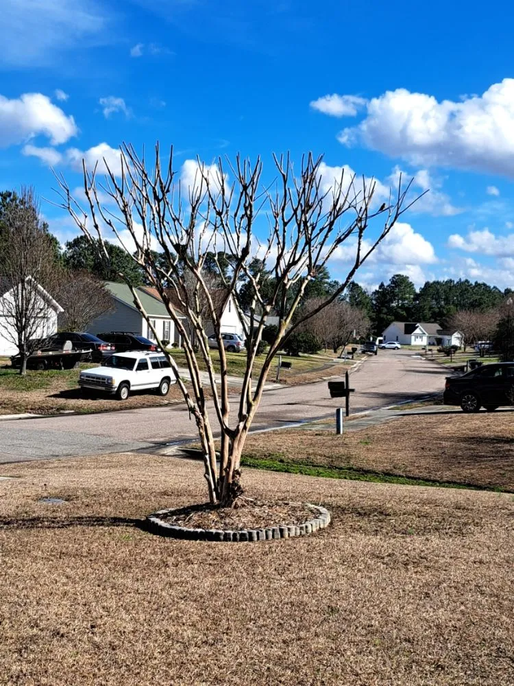 Trusted yard cleanup service in Burgaw, NC by Spader's Edge Lawn Care Services