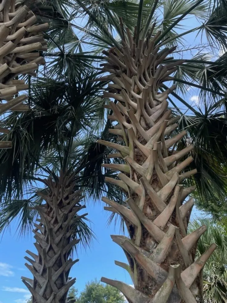 Top-rated landscaping services experts serving Burgaw, NC - Spader's Edge Lawn Care Services