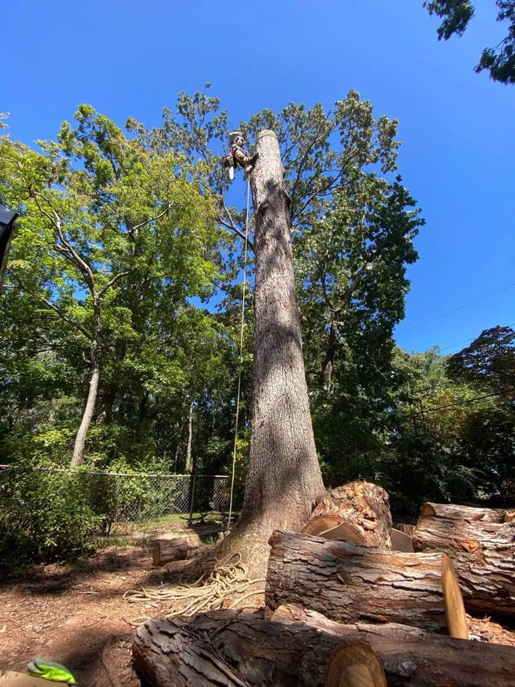 Local landscaping services in Prosperity, SC - Spagnola Tree Solutions