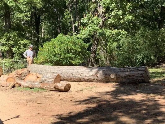 Spagnola Tree Solutions