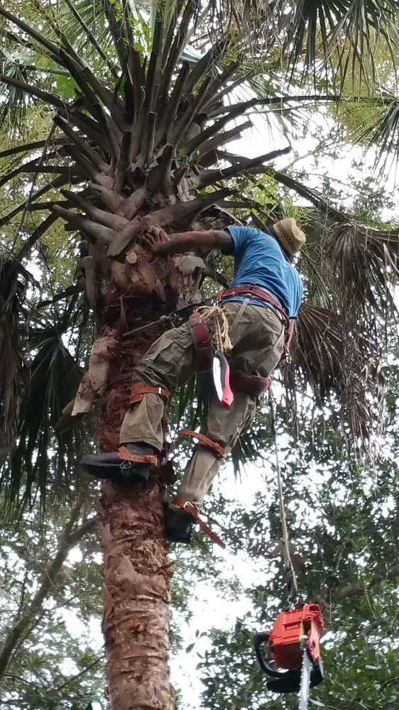 Local yard cleanup service for year-round maintenance across New Smyrna Beach, FL - Spalding Landscaping
