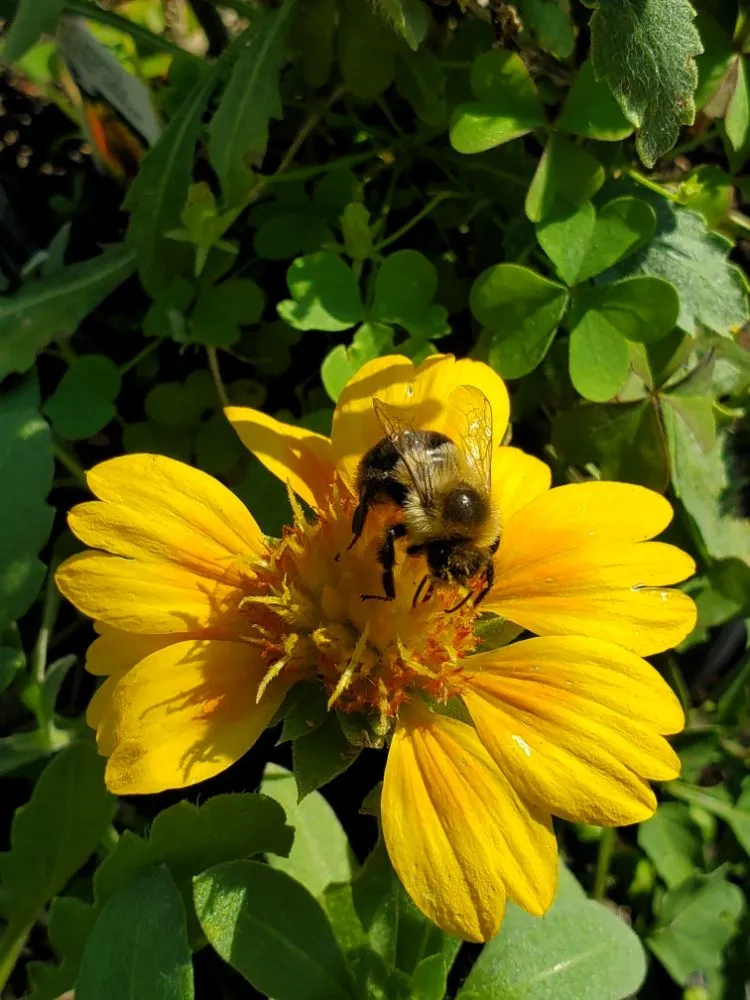 Professional lawn mowing service in Morrison, IL - Spangler's Landscaping & Garden Center