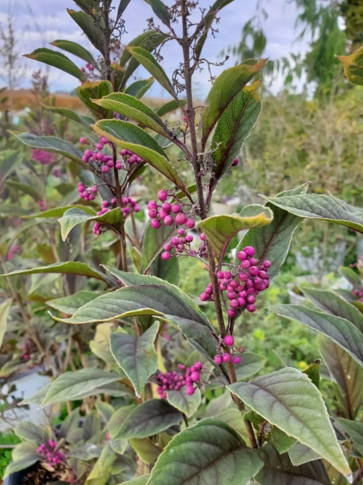 Professional lawn care service in Morrison, IL by Spangler's Landscaping & Garden Center