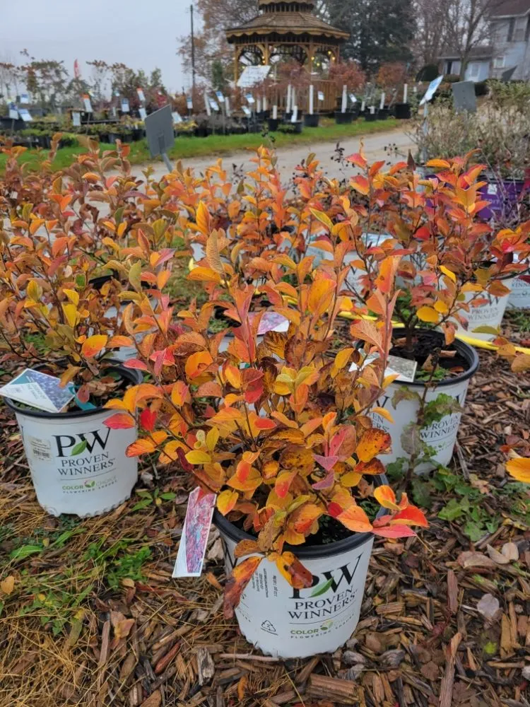 Custom outdoor landscaping experts serving Morrison, IL - Spangler's Landscaping & Garden Center