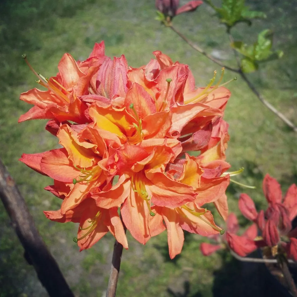 Custom residential landscaping experts serving Morrison, IL - Spangler's Landscaping & Garden Center