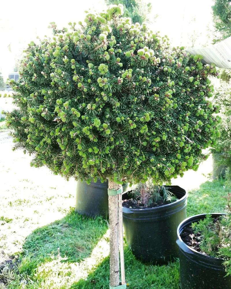 Local residential landscaping in Morrison, IL - Spangler's Landscaping & Garden Center