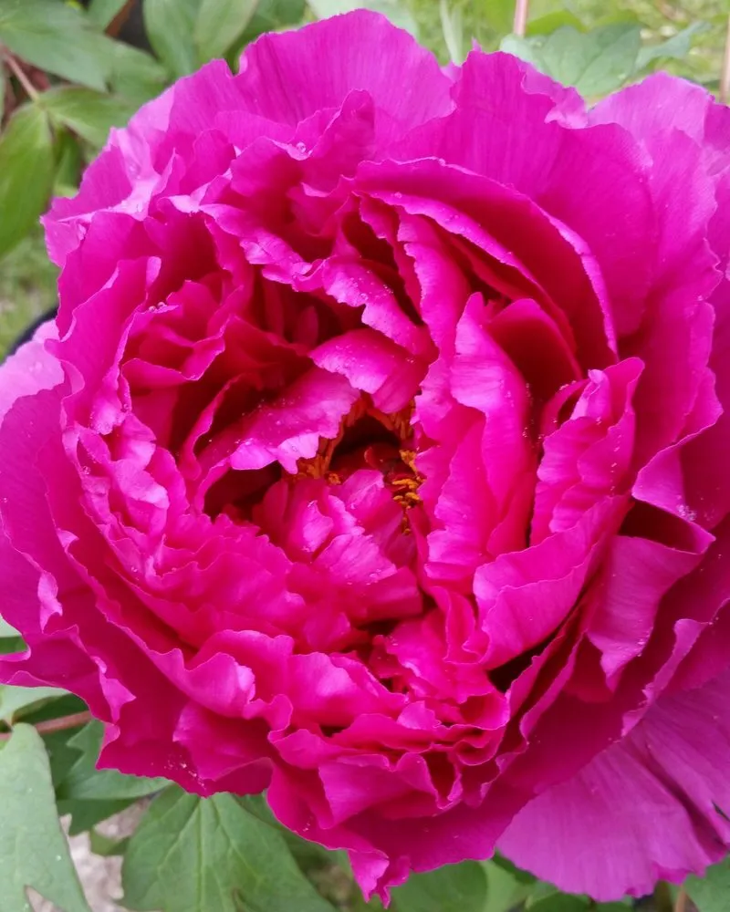 Expert garden landscaping for residential properties across Morrison, IL - Spangler's Landscaping & Garden Center