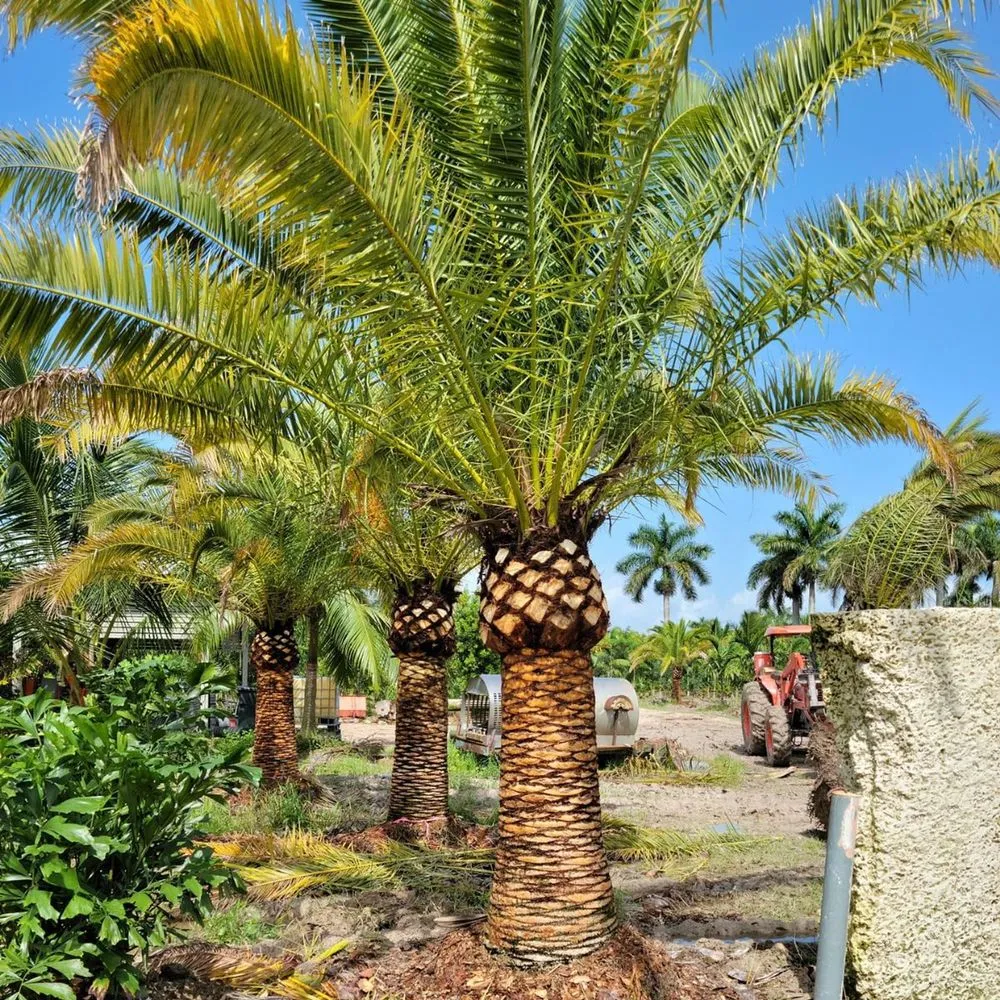 Expert lawn care service near you across Delray Beach, FL - Spanish River Nursery