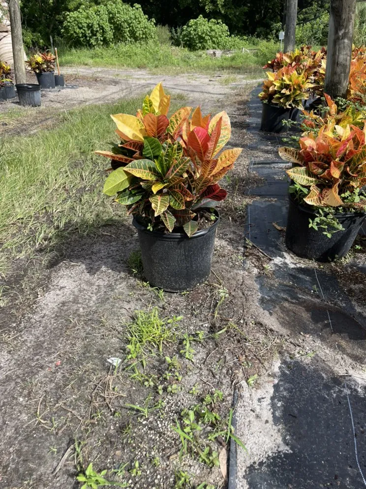 Top-rated residential landscaping experts serving Delray Beach, FL - Spanish River Nursery
