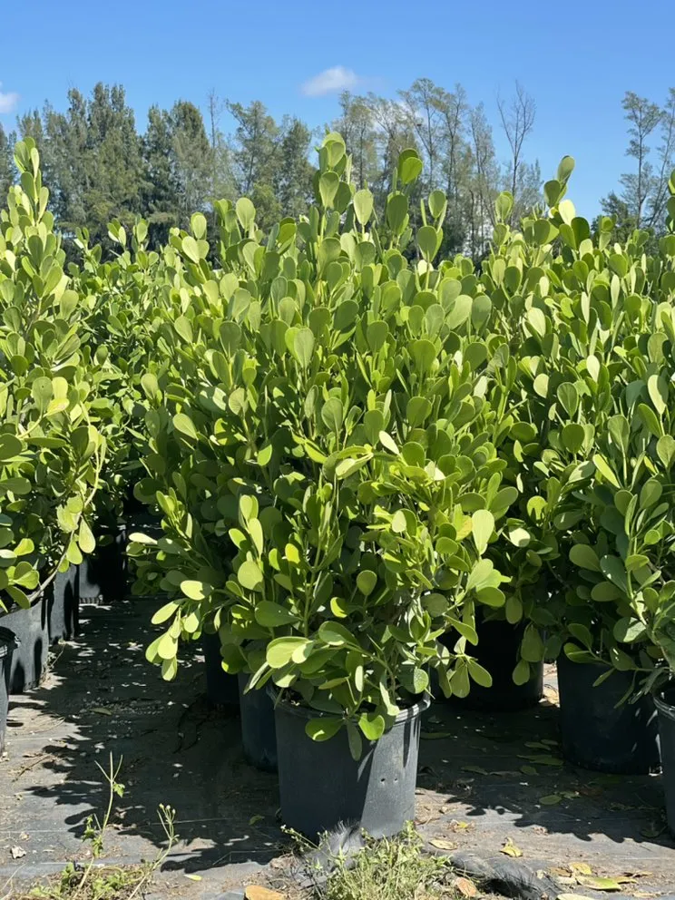 Reliable yard cleanup service for beautiful yards in Delray Beach, FL by Spanish River Nursery