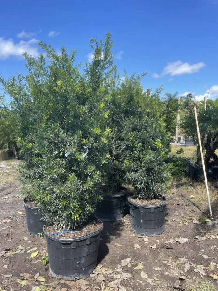 Local outdoor landscaping with custom design in Delray Beach, FL by Spanish River Nursery