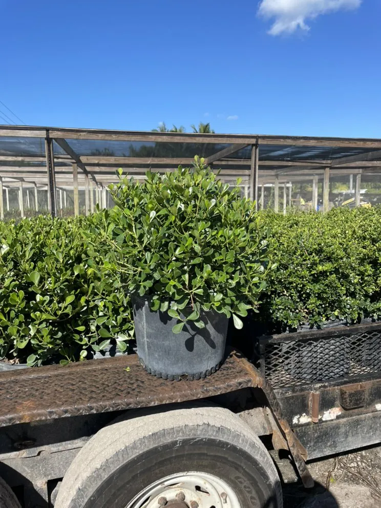 Reliable landscaping services in Delray Beach, FL - Spanish River Nursery